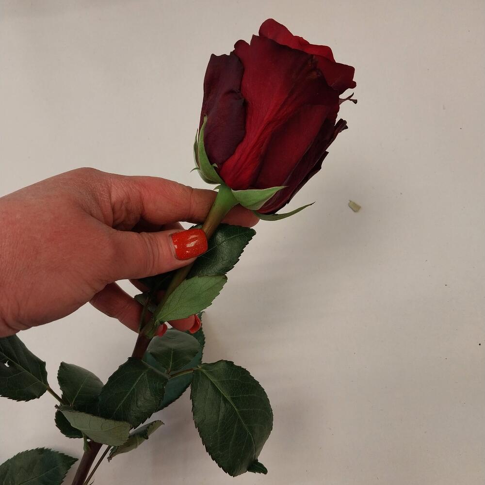 Роза Эксплорер 40 см Эквадор Роза Эксплорер 40 см Эквадор